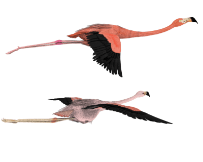 Flamants roses volant qui symbolise la camargue, aigues-mortes et les vacances